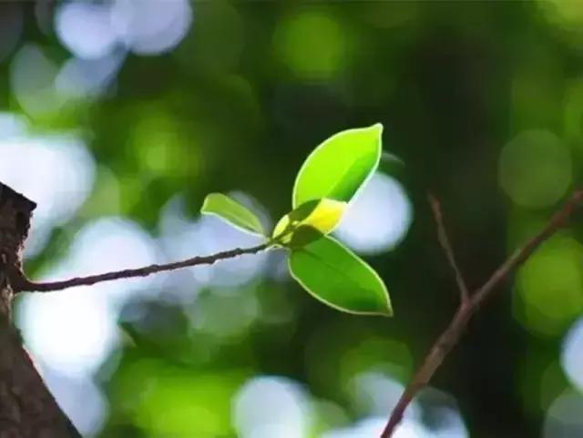 ĵľӺ